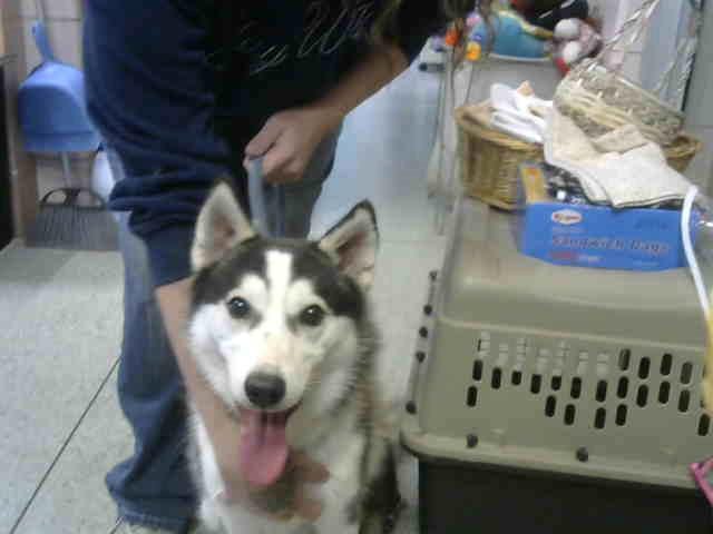 Photo of Ernie, adoptable Siberian Husky in Chicago Ridge, Illinois