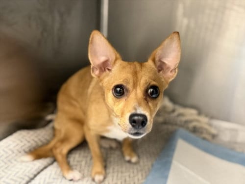 Photo of Asia, adoptable Chihuahua in Los Angeles, California