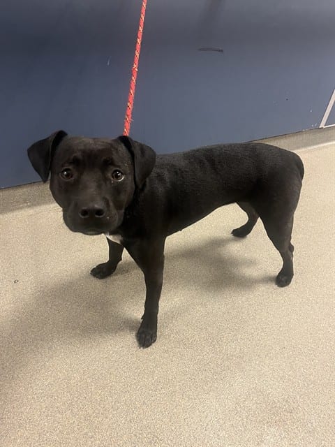 Photo of Sally, adoptable Terrier mix in Miami, Florida