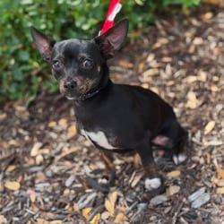 Photo of Sassy AE, adoptable Miniature Pinscher Chihuahua in Hartford, Connecticut
