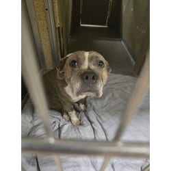 Photo of Wren, adoptable Terrier (Unknown Type, Medium) in Wantagh, New York