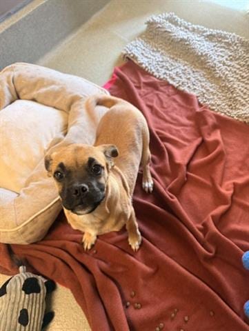 Photo of Xochitl, adoptable Boxer in San Martin, California