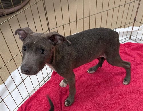 Photo of Sissy, adoptable Pit Bull Terrier in Plano, Texas