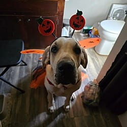 Photo of Luna Mae, adoptable Great Dane Great Pyrenees in Bullard, Texas