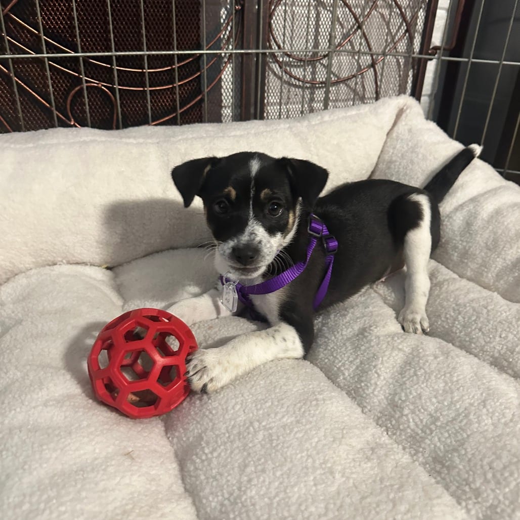 Photo of Franny, adoptable Terrier in Fairfax Station, Virginia