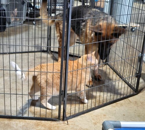 Photo of Sophie 7563, adoptable German Shepherd Dog in Centreville, Virginia
