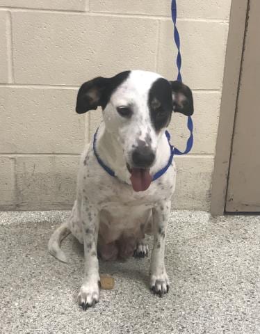 Photo of A432549, adoptable Labrador Retriever in Conroe, Texas