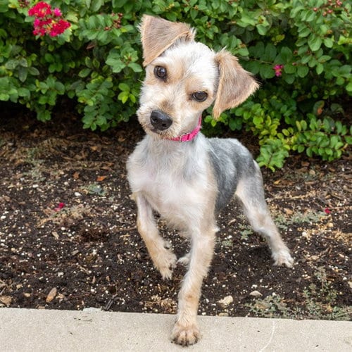 Photo of Charlie, adoptable Yorkshire Terrier Yorkie in St Louis, Missouri