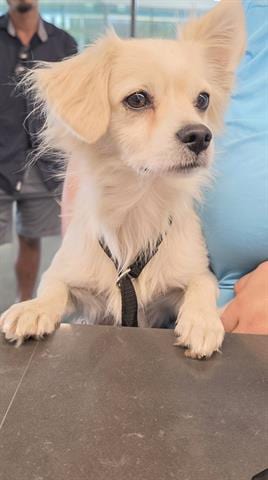 Photo of Harvey, adoptable Chihuahua in San Martin, California