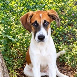 Photo of Basher, adoptable Great Dane in Frederick, Maryland