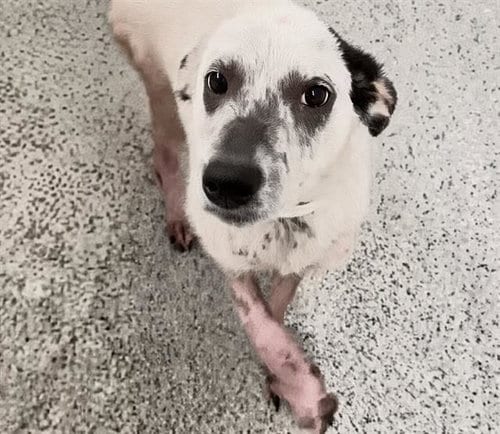 Photo of A661761, adoptable Labrador Retriever in Houston, Texas