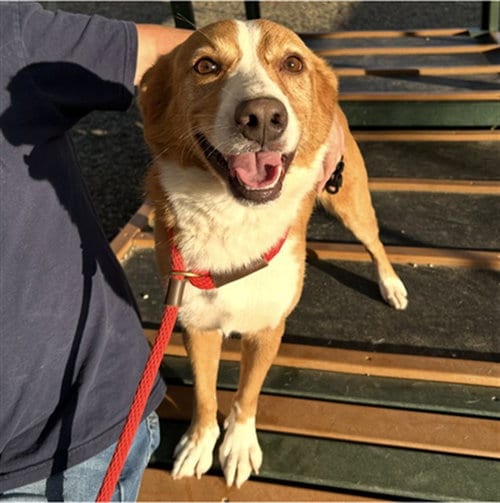 Photo of Present, adoptable Border Collie in Palmetto, Florida