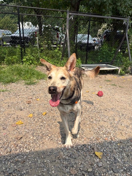 Photo of Damian, adoptable Terrier in Elmsford, New York