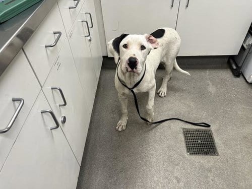 Photo of A128641, adoptable Great Dane in HESPERIA, California