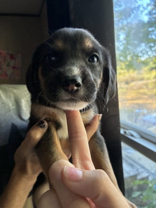 Photo of Meeny - Brinleys Litter, adoptable Coonhound in Holly Springs, North Carolina