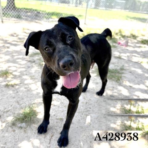 Photo of Rosa, adoptable Labrador Retriever in Conroe, Texas