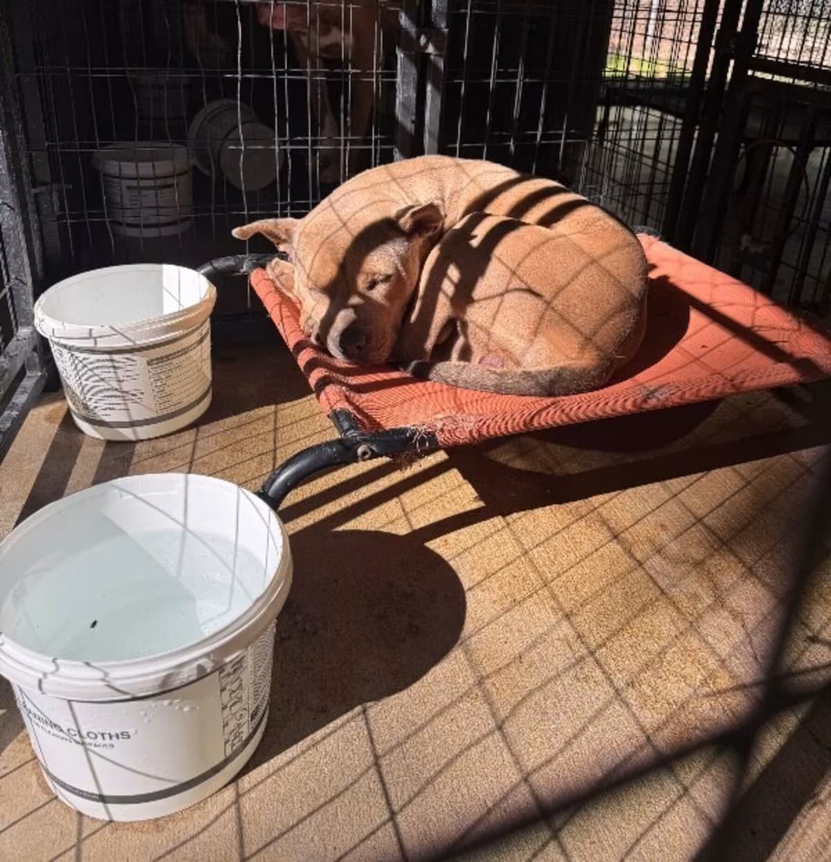 Photo of Delilah, adoptable Mixed Breed (Medium) in Alamo, Tennessee