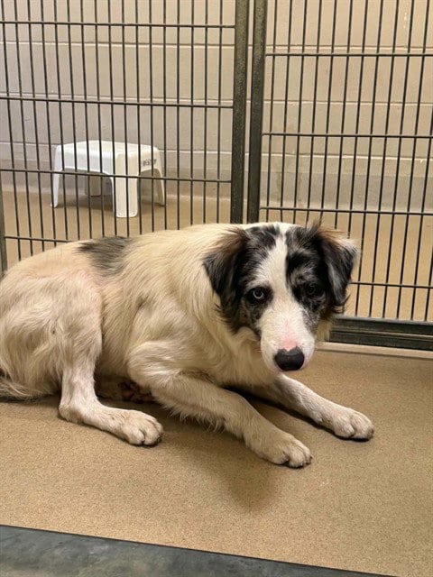 Photo of Joey, adoptable Border Collie in Santa Maria, California