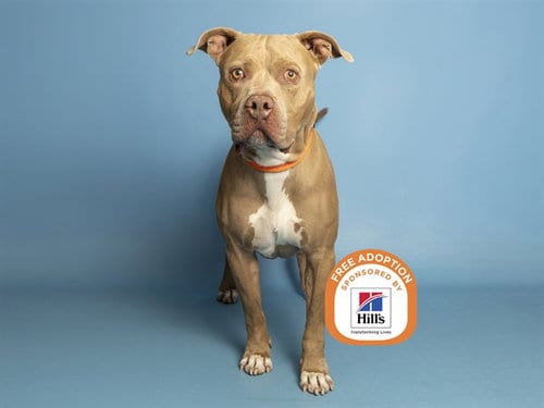 Photo of Mack, adoptable American Pit Bull Terrier in Phoenix, Arizona