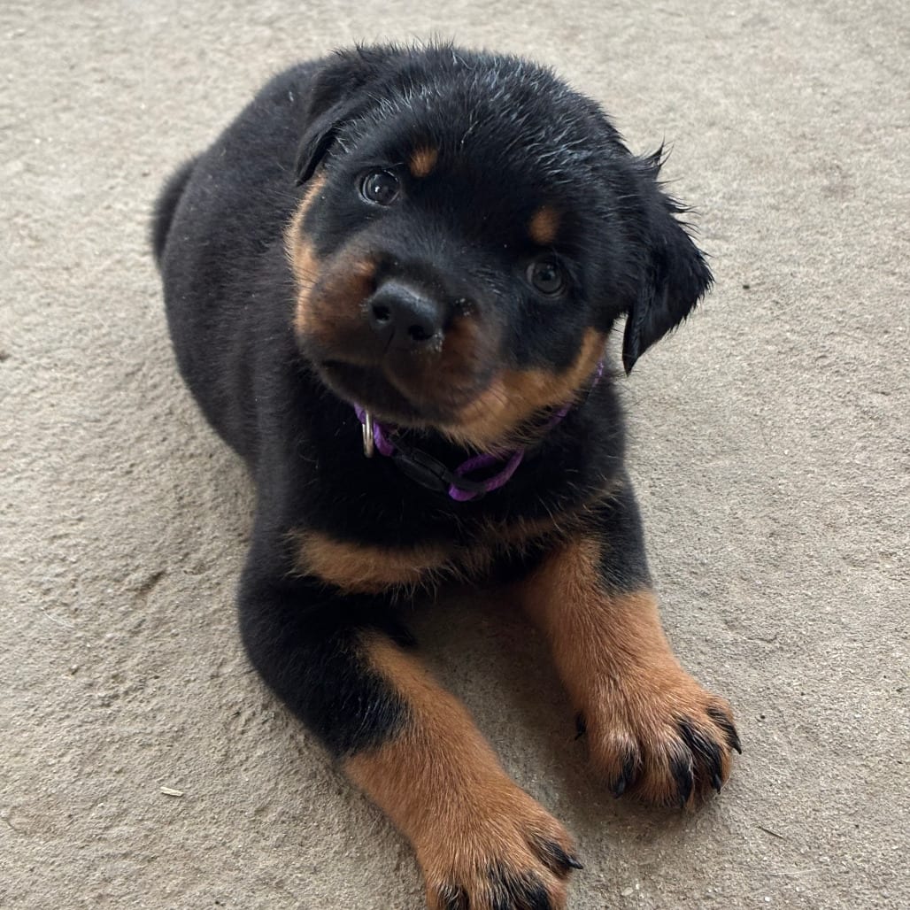 Photo of Hiccup, adoptable Rottweiler in Raleigh area, North Carolina
