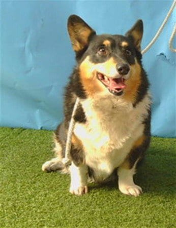 Photo of Trixie, adoptable Cardigan Welsh Corgi in Gardena, California
