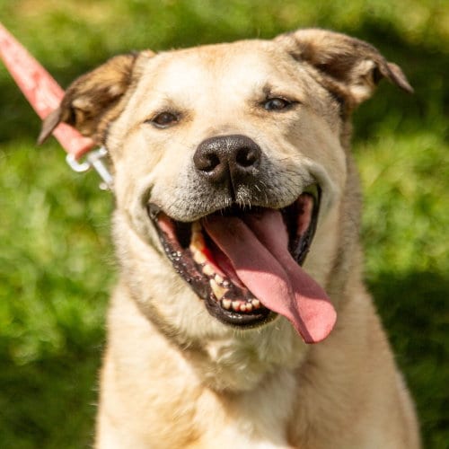 Photo of Cash, adoptable Anatolian Shepherd in Canton, Connecticut