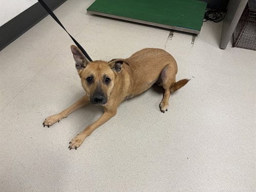 Photo of Vida, adoptable German Shepherd Dog in Corona, California