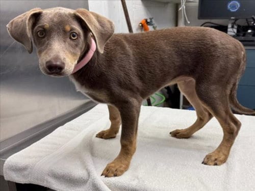 Photo of Marie, adoptable Doberman Pinscher in Woodland, California