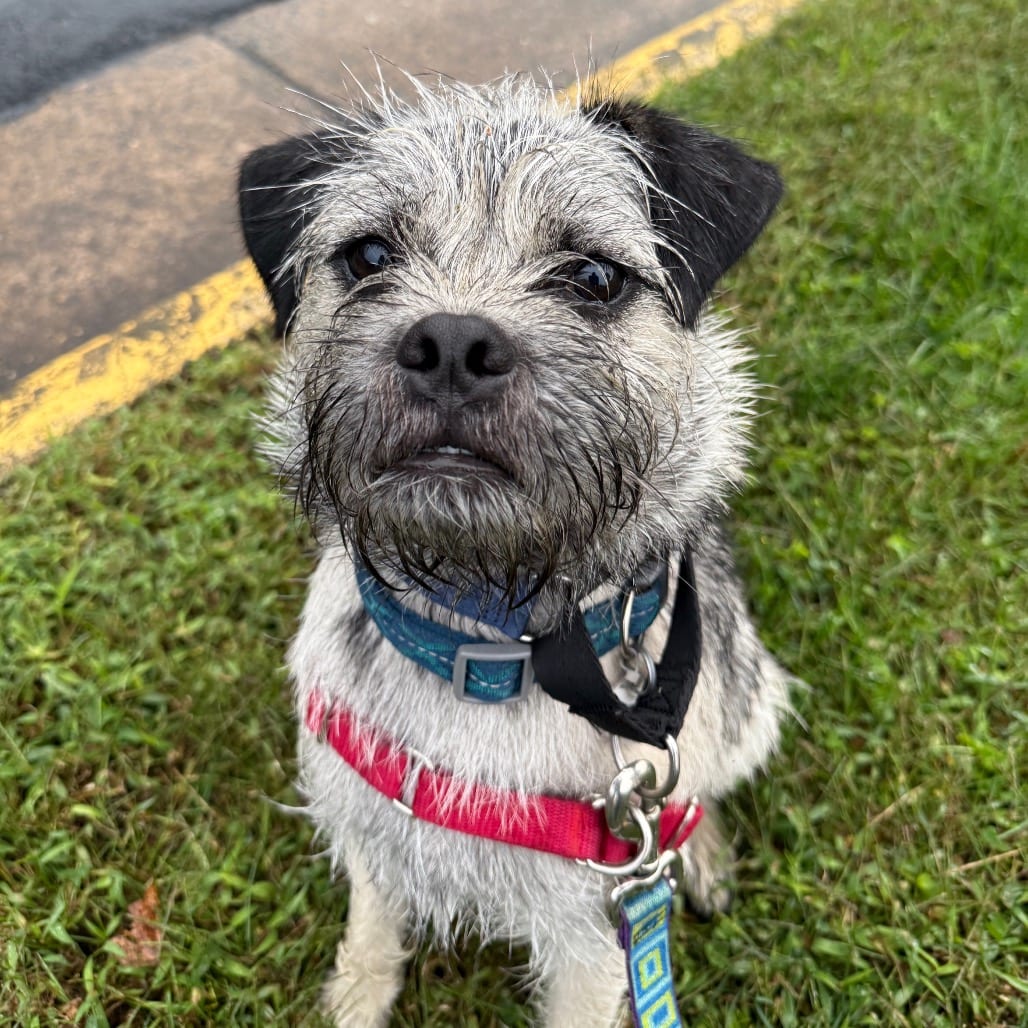 Photo of Peanut Butter, adoptable Terrier, Border / Pug in Fairfax Station, Virginia