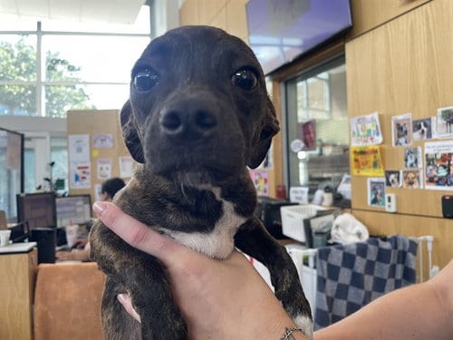 Photo of Pickles, adoptable Chihuahua in Albuquerque, New Mexico