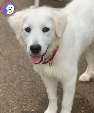 Photo of Mina, adoptable Great Pyrenees in Spring, Texas