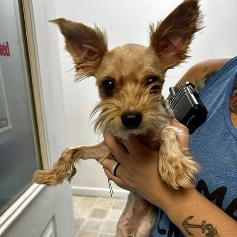 Photo of Bentley, adoptable Dachshund, Miniature Wire Haired in Cape Girardeau area, Missouri