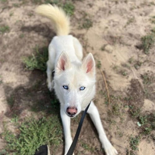 Photo of Oso, adoptable Siberian Husky in Aurora, Colorado