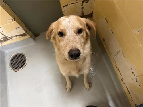 Photo of Treveor, adoptable English Setter in Tulsa, Oklahoma