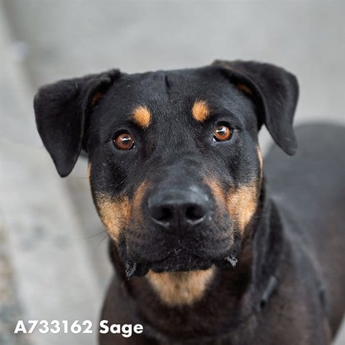 Photo of Sage, adoptable Rottweiler in Sacramento, California