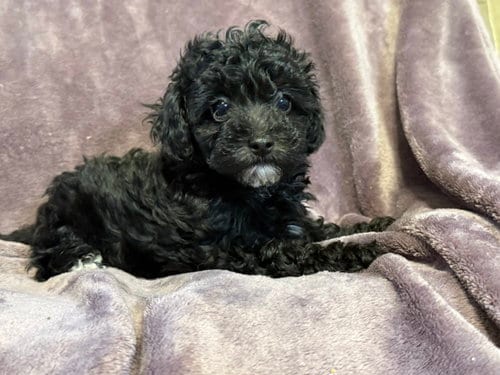 Photo of Blair - In Foster in Rocky Mount, NC, adoptable Poodle (Miniature) in Pacolet, South Carolina