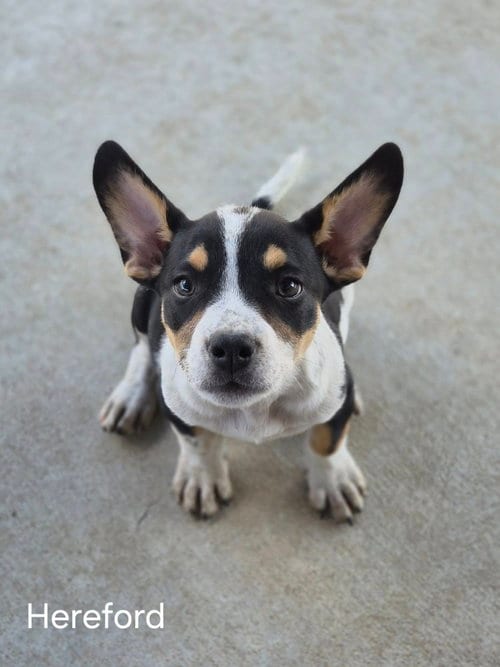 Photo of Hereford, adoptable Australian Cattle Dog/Blue Heeler in Bolivar, Missouri