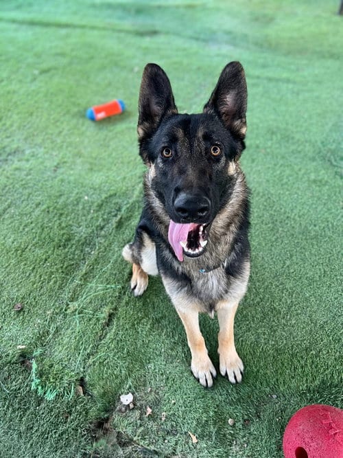 Photo of Hudson, adoptable German Shepherd Dog in San Diego, California