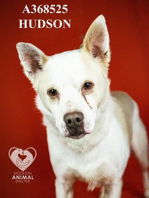 Photo of Hudson, adoptable Border Collie in Stockton, California