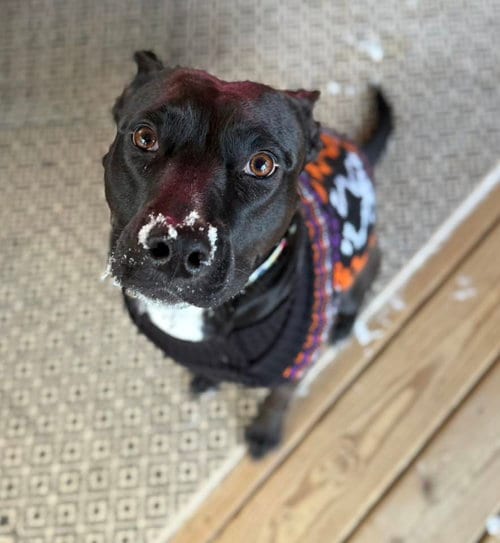 Photo of Darla, adoptable Shepherd in Holly Springs, North Carolina