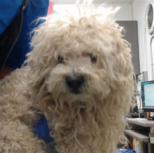 Photo of Raph, adoptable Poodle (Miniature) in San Bernardino, California