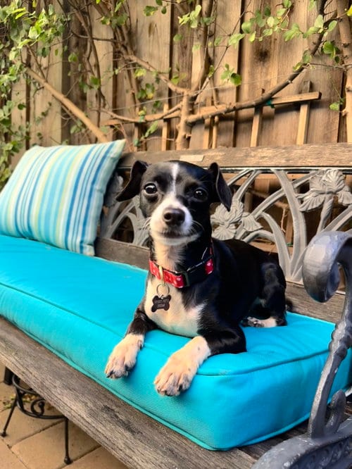 Photo of Wendy, adoptable Chihuahua in Santa Clara, California