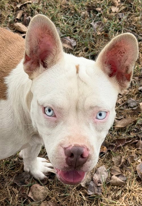 Photo of Sydney, adoptable English Bulldog in Farmersville, Texas