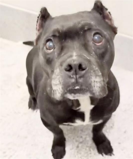 Photo of Thelma, adoptable American Bulldog in Houston, Texas