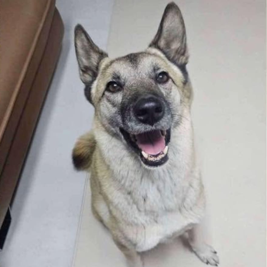 Photo of Suho, adoptable Mixed Breed (Medium) in Bend, Oregon