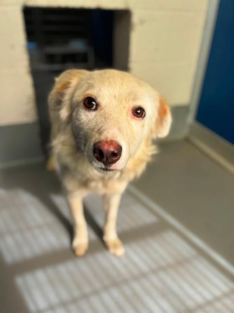 Photo of Haku, adoptable Australian Shepherd in Visalia, California
