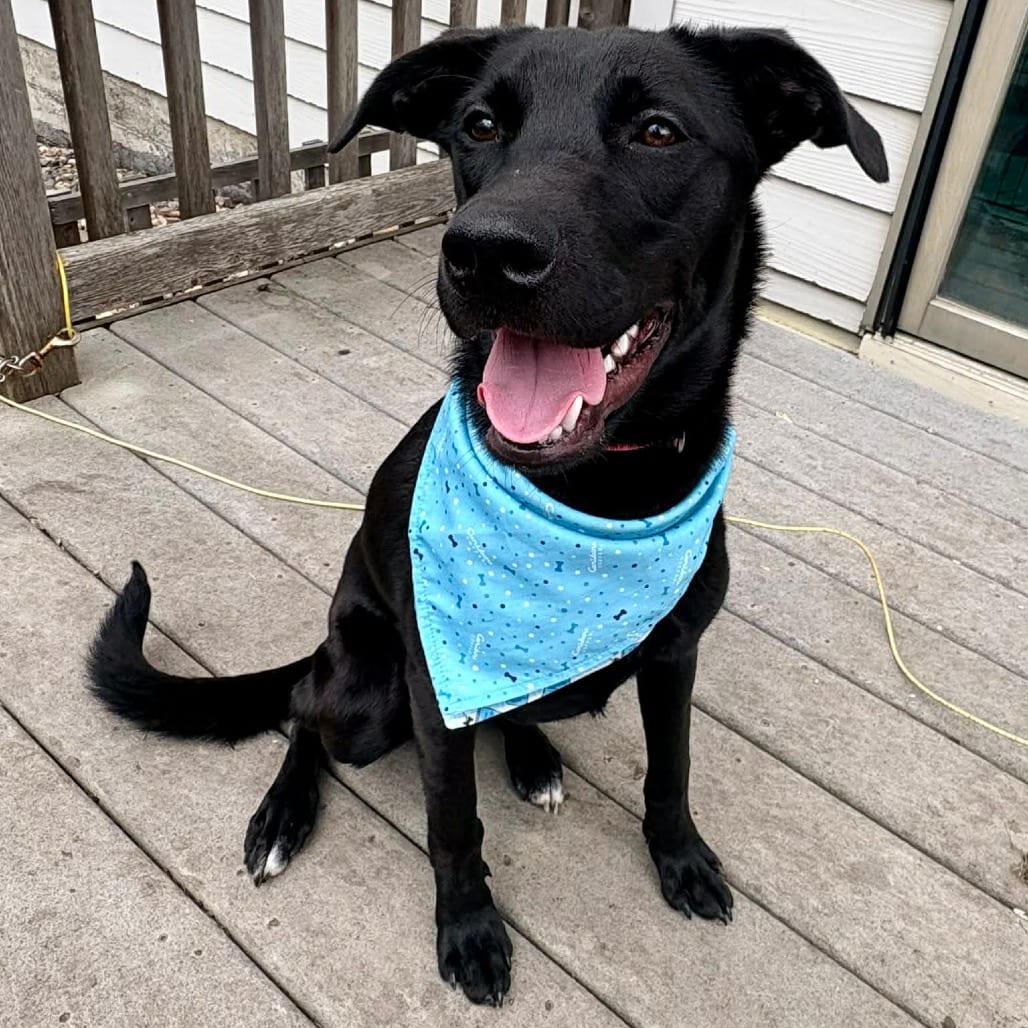 Photo of Icy Pop, adoptable Mixed Breed (Medium) in Buffalo, Minnesota