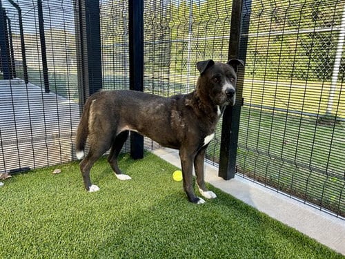 Photo of Piper, adoptable Pit Bull Terrier in Garland, Texas