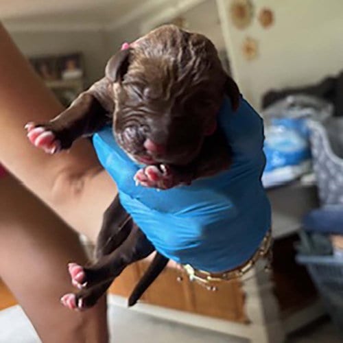 Photo of Princess Pup Merida, adoptable Labrador Retriever in Chantilly, Virginia