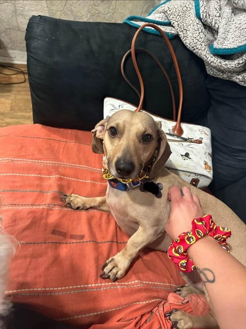 Photo of Scooby, adoptable Dachshund in Shillington, Pennsylvania
